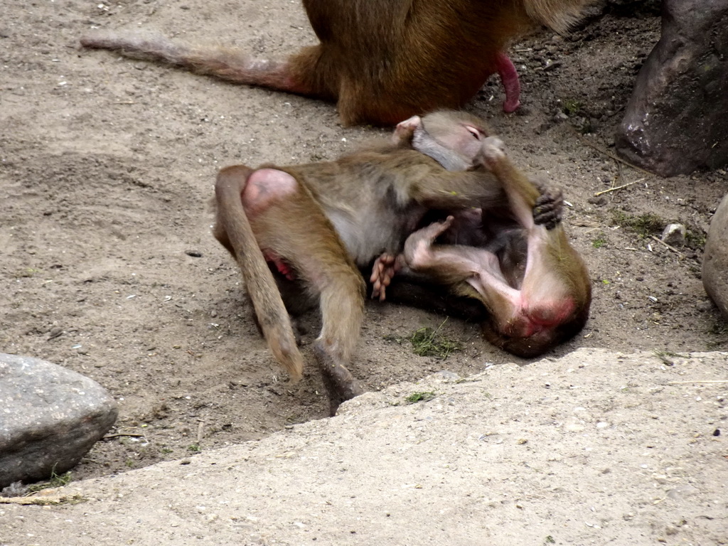 Young Hamadryas Baboons at the City of Antiquity at the DierenPark Amersfoort zoo