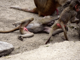 Young Hamadryas Baboons at the City of Antiquity at the DierenPark Amersfoort zoo