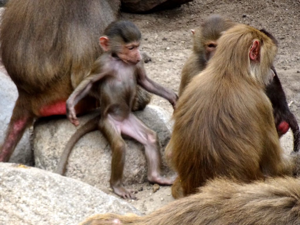 Hamadryas Baboons at the City of Antiquity at the DierenPark Amersfoort zoo