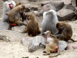 Hamadryas Baboons at the City of Antiquity at the DierenPark Amersfoort zoo