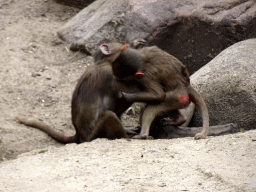 Young Hamadryas Baboons at the City of Antiquity at the DierenPark Amersfoort zoo