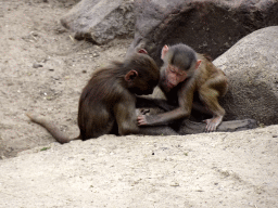 Young Hamadryas Baboons at the City of Antiquity at the DierenPark Amersfoort zoo