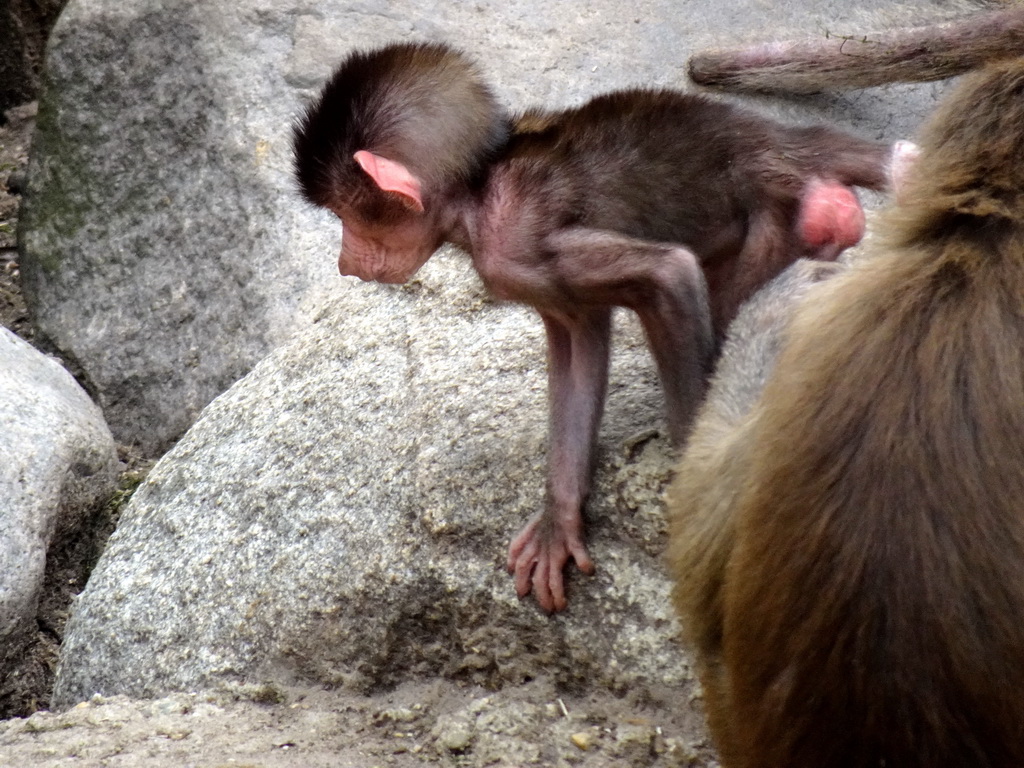 Young Hamadryas Baboon at the City of Antiquity at the DierenPark Amersfoort zoo