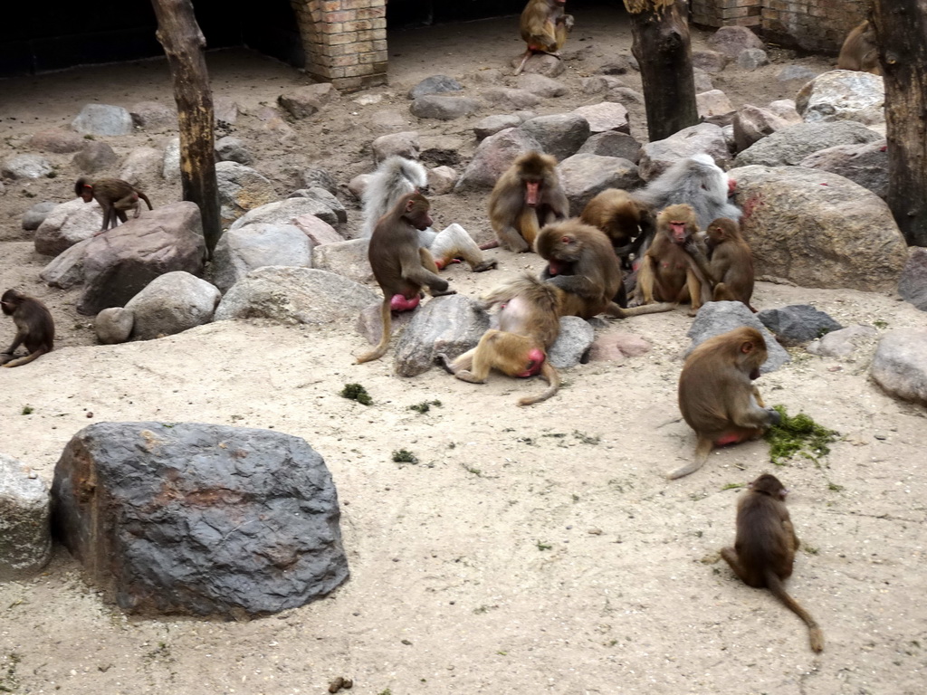 Hamadryas Baboons at the City of Antiquity at the DierenPark Amersfoort zoo