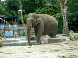 Asian Elephant at the DierenPark Amersfoort zoo
