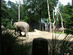 Asian Elephants at the DierenPark Amersfoort zoo