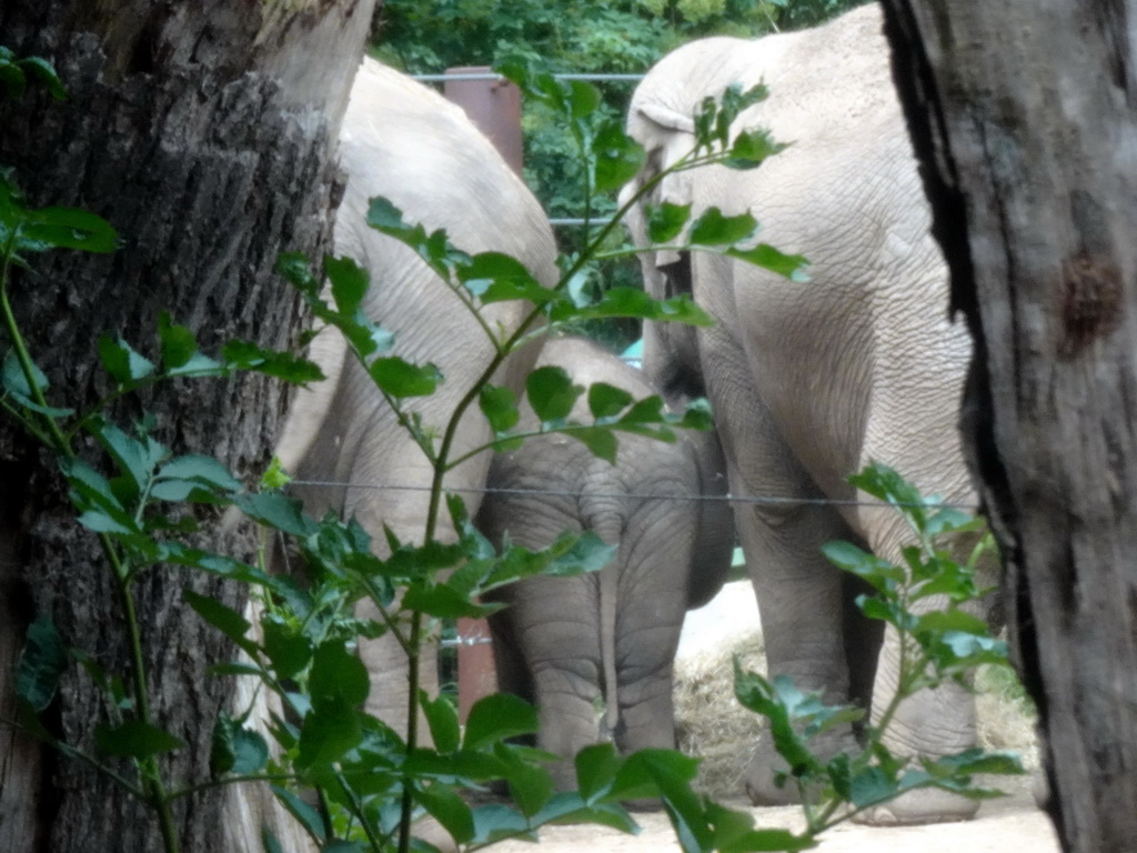 Asian Elephants at the DierenPark Amersfoort zoo