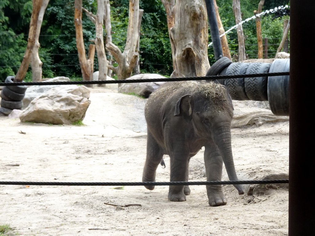 Young Asian Elephant at the DierenPark Amersfoort zoo