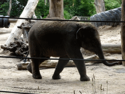 Young Asian Elephant at the DierenPark Amersfoort zoo