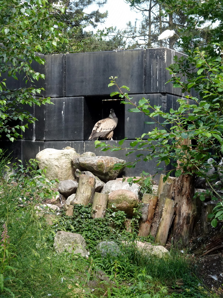 Vulture in the Snavelrijk aviary at the DierenPark Amersfoort zoo