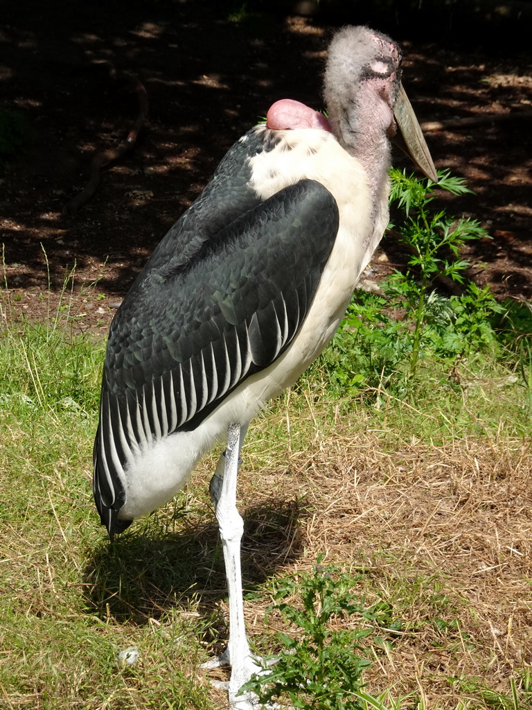 Marabou Stork in the Snavelrijk aviary at the DierenPark Amersfoort zoo