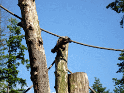 Golden-bellied Capuchin at the DierenPark Amersfoort zoo, viewed from the cycle boat on the Expedition River