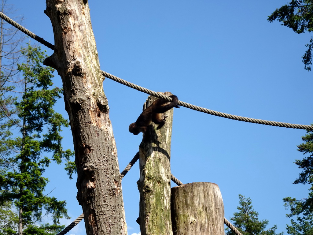 Golden-bellied Capuchin at the DierenPark Amersfoort zoo, viewed from the cycle boat on the Expedition River