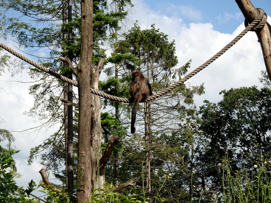 Golden-bellied Capuchin at the DierenPark Amersfoort zoo, viewed from the cycle boat on the Expedition River