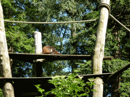 Golden-bellied Capuchins at the DierenPark Amersfoort zoo, viewed from the cycle boat on the Expedition River