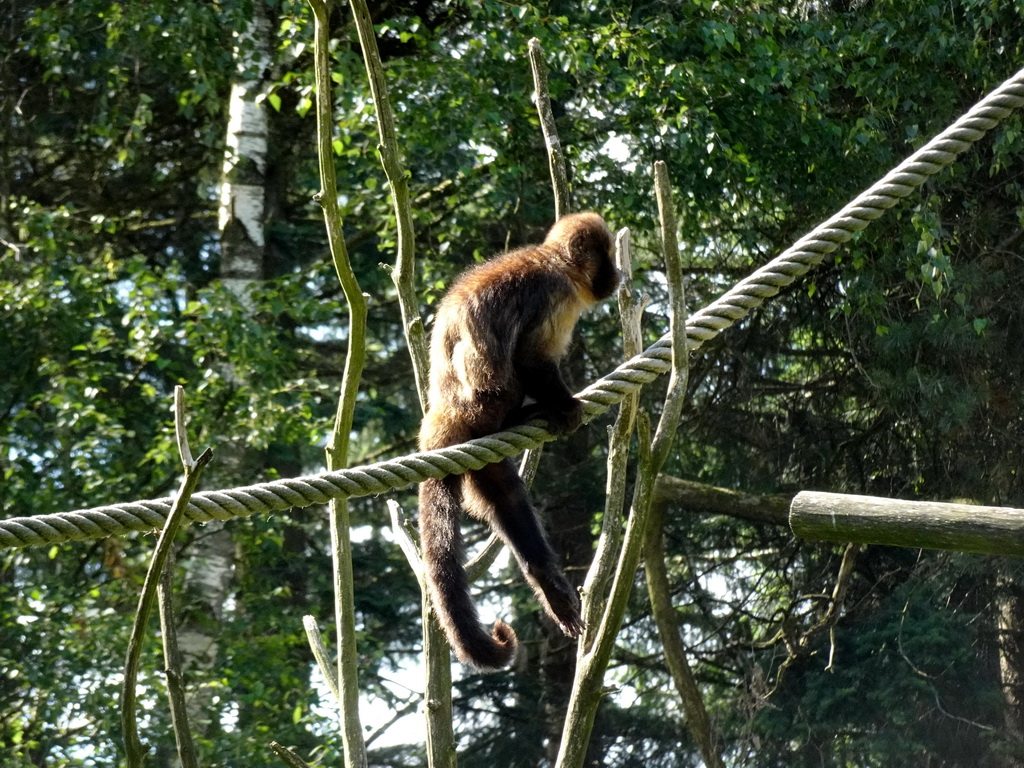 Golden-bellied Capuchin at the DierenPark Amersfoort zoo, viewed from the cycle boat on the Expedition River