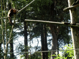 Golden-bellied Capuchin at the DierenPark Amersfoort zoo, viewed from the cycle boat on the Expedition River