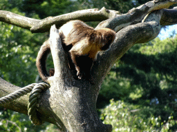 Golden-bellied Capuchin at the DierenPark Amersfoort zoo, viewed from the cycle boat on the Expedition River