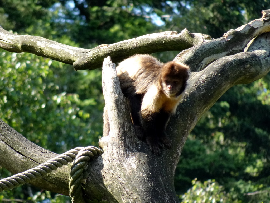 Golden-bellied Capuchin at the DierenPark Amersfoort zoo, viewed from the cycle boat on the Expedition River