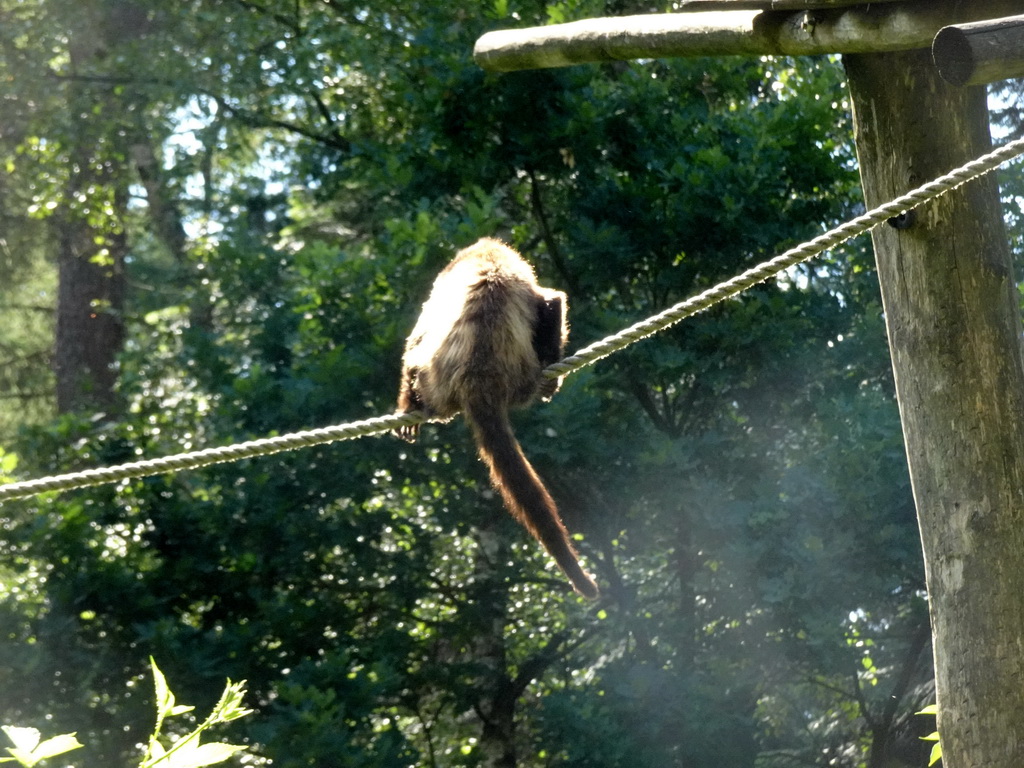 Golden-bellied Capuchin at the DierenPark Amersfoort zoo, viewed from the cycle boat on the Expedition River