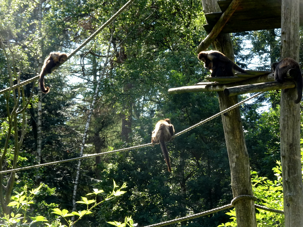 Golden-bellied Capuchins at the DierenPark Amersfoort zoo, viewed from the cycle boat on the Expedition River