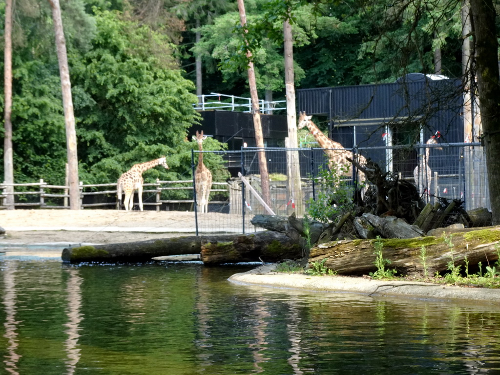 Giraffes at the DierenPark Amersfoort zoo, viewed from the cycle boat on the Expedition River