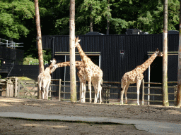 Giraffes at the DierenPark Amersfoort zoo, viewed from the cycle boat on the Expedition River