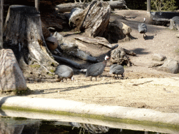 Helmeted Guineafowls at the DierenPark Amersfoort zoo, viewed from the cycle boat on the Expedition River