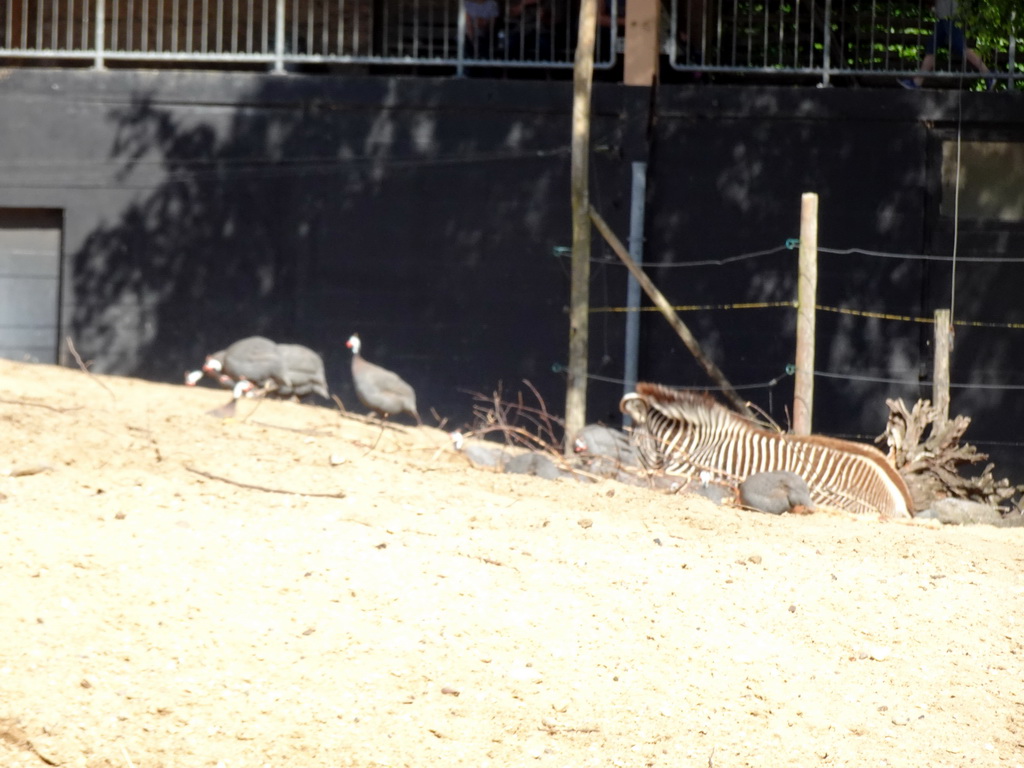 Helmeted Guineafowls and Zebra at the DierenPark Amersfoort zoo, viewed from the cycle boat on the Expedition River
