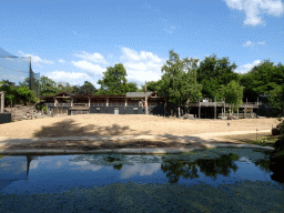 Helmeted Guineafowls and Zebra at the DierenPark Amersfoort zoo, viewed from the cycle boat on the Expedition River