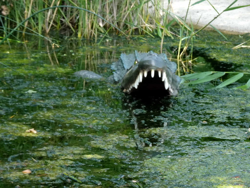 Crocodile statue at the Expedition River at the DierenPark Amersfoort zoo, viewed from the cycle boat