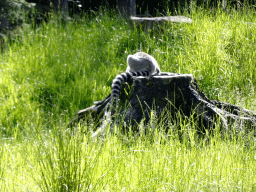 Ring-tailed Lemur at the Monkey Island at the DierenPark Amersfoort zoo, viewed from the cycle boat on the Expedition River