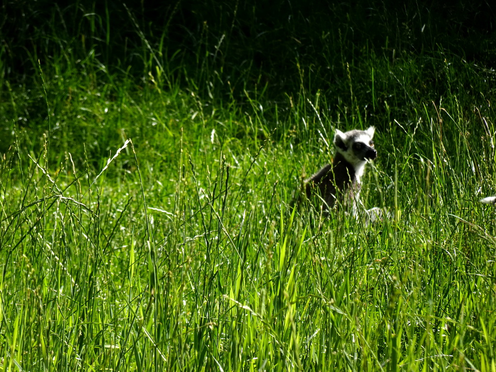 Ring-tailed Lemur at the Monkey Island at the DierenPark Amersfoort zoo, viewed from the cycle boat on the Expedition River