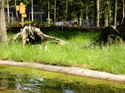 Ring-tailed Lemurs at the Monkey Island at the DierenPark Amersfoort zoo, viewed from the cycle boat on the Expedition River