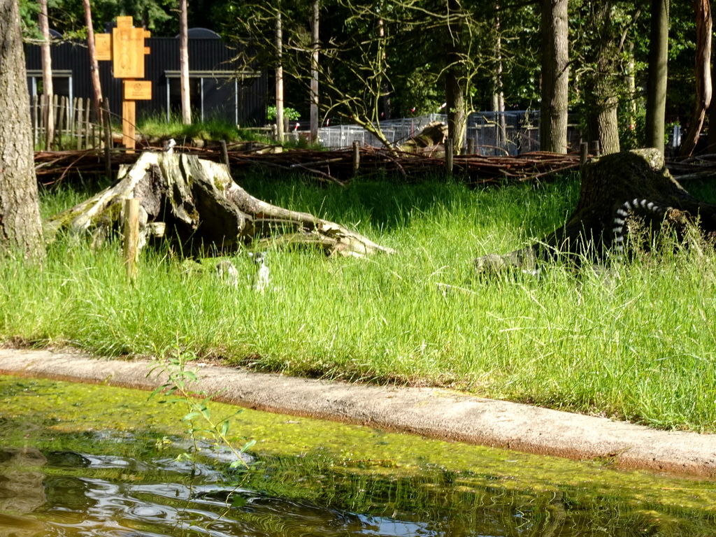 Ring-tailed Lemurs at the Monkey Island at the DierenPark Amersfoort zoo, viewed from the cycle boat on the Expedition River