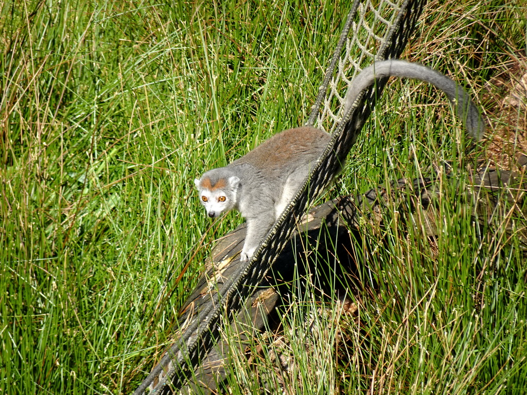 Crowned Lemur at the Monkey Island at the DierenPark Amersfoort zoo
