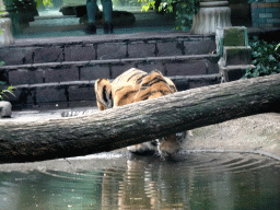 Siberian Tiger at the City of Antiquity at the DierenPark Amersfoort zoo