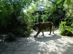 Siberian Tiger at the City of Antiquity at the DierenPark Amersfoort zoo