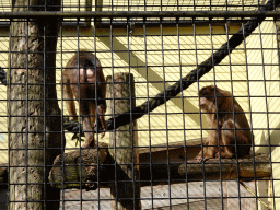Southern Pig-tailed Macaques at the DierenPark Amersfoort zoo
