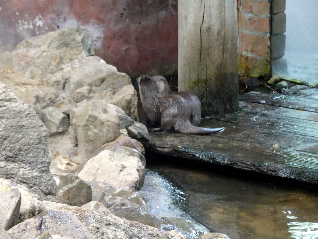 Asian Small-clawed Otters at the DierenPark Amersfoort zoo
