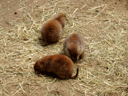 Prairie Dogs at the DierenPark Amersfoort zoo