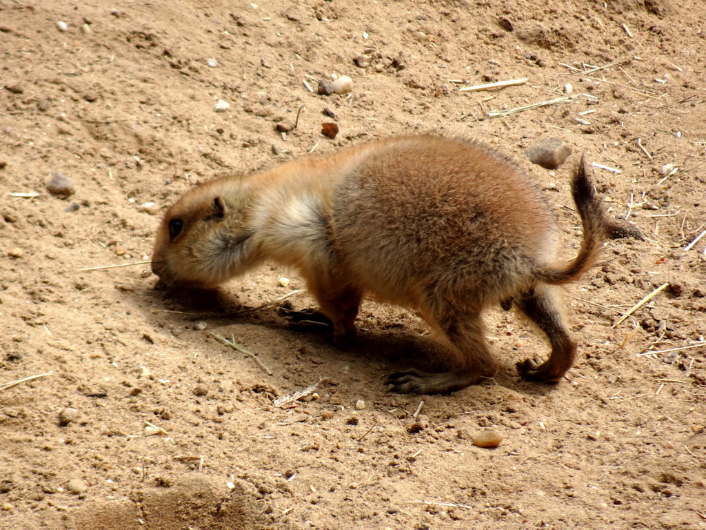 Prairie Dogs at the DierenPark Amersfoort zoo