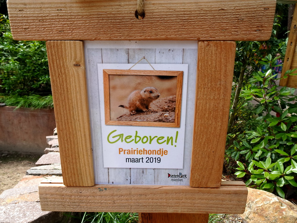 Information on the birth of a Prairie Dog at the DierenPark Amersfoort zoo