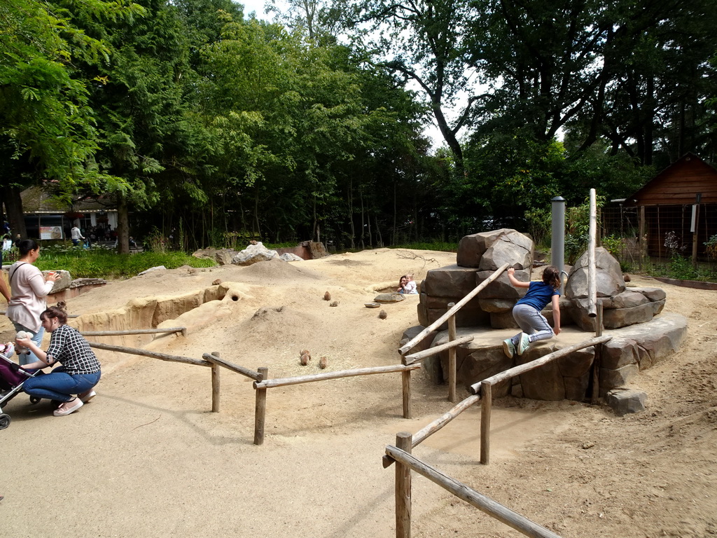 Prairie Dogs at the DierenPark Amersfoort zoo