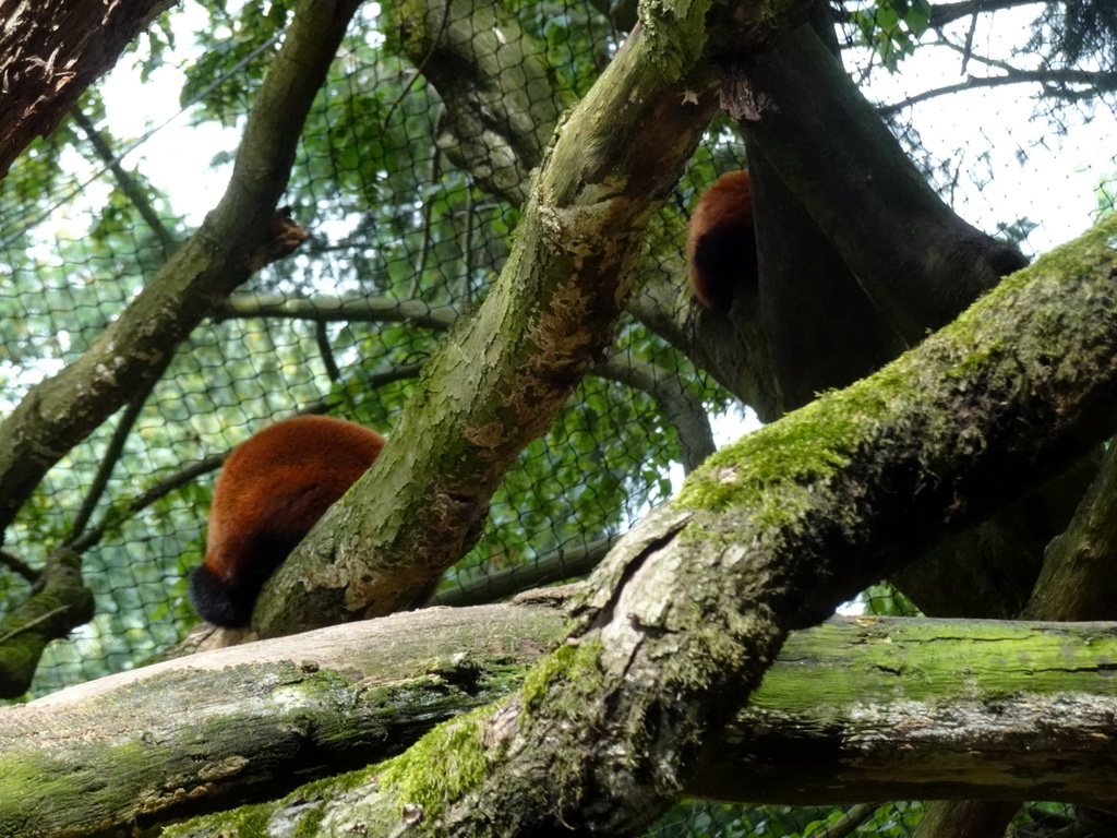 Red Pandas at the DierenPark Amersfoort zoo
