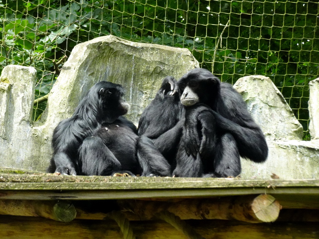 Siamangs at the DierenPark Amersfoort zoo