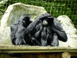 Siamangs at the DierenPark Amersfoort zoo