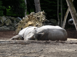 Indian Rhinoceroses at the DierenPark Amersfoort zoo