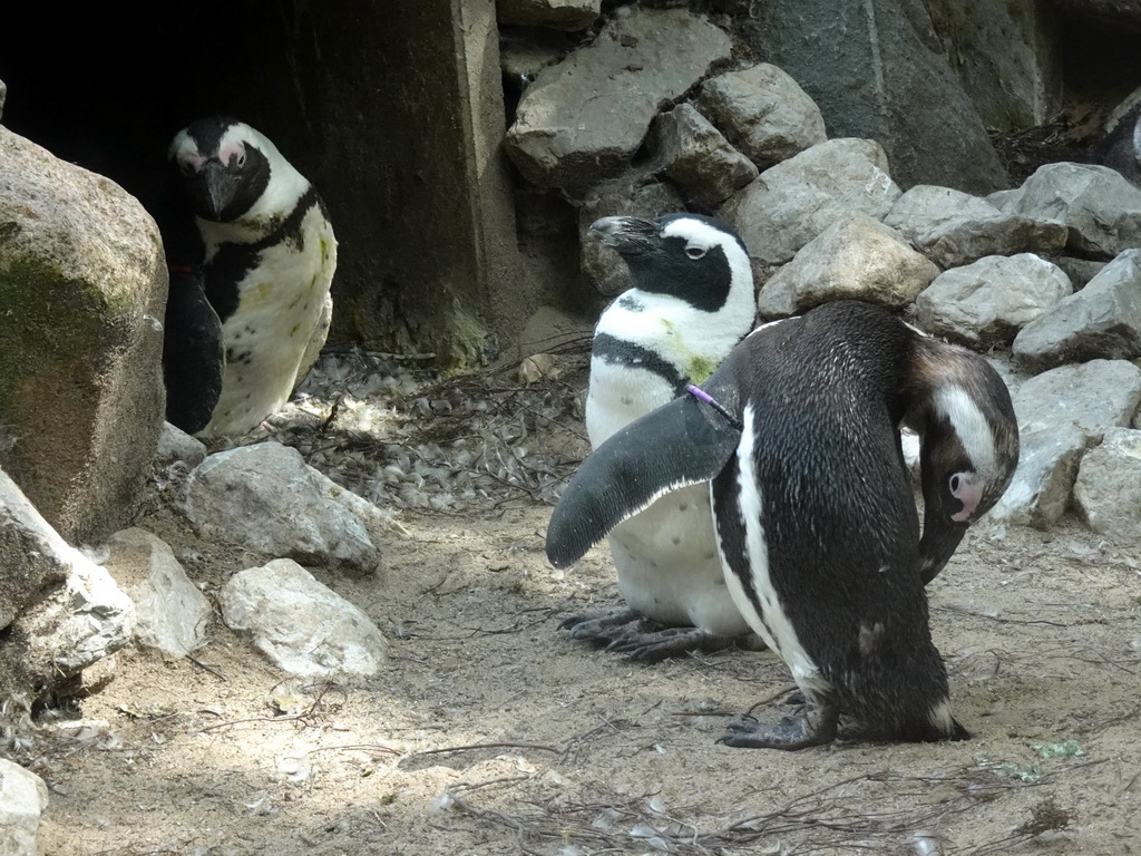 African Penguins at the DierenPark Amersfoort zoo