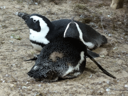 African Penguins at the DierenPark Amersfoort zoo